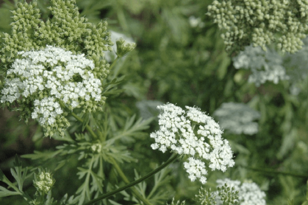 Cnidium: क्निडियम क्या है?