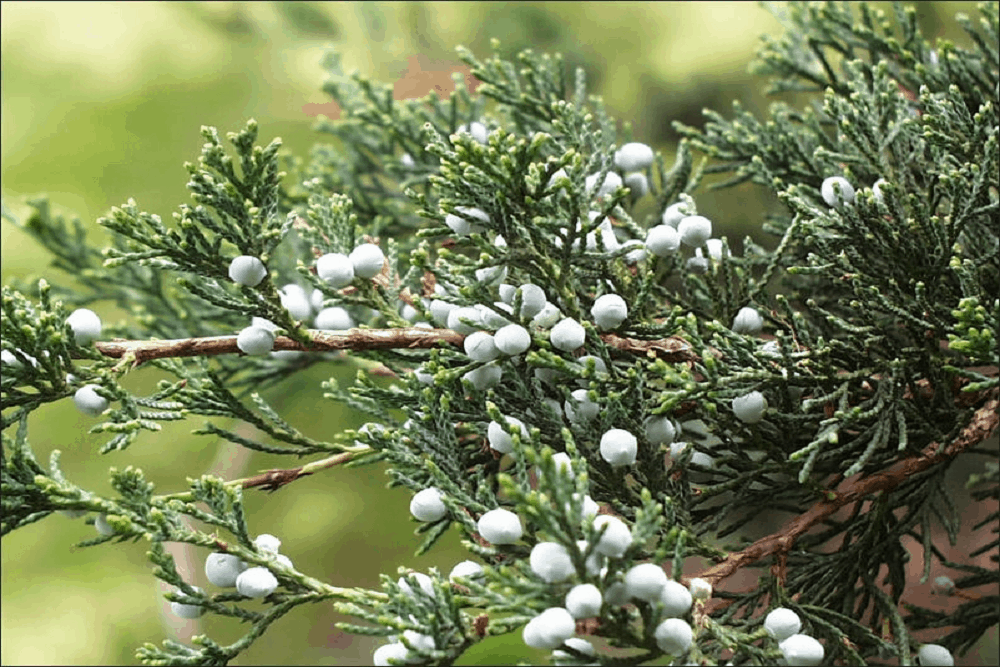 Eastern Red Cedar: ईस्टर्न रेड सिडर क्या है?