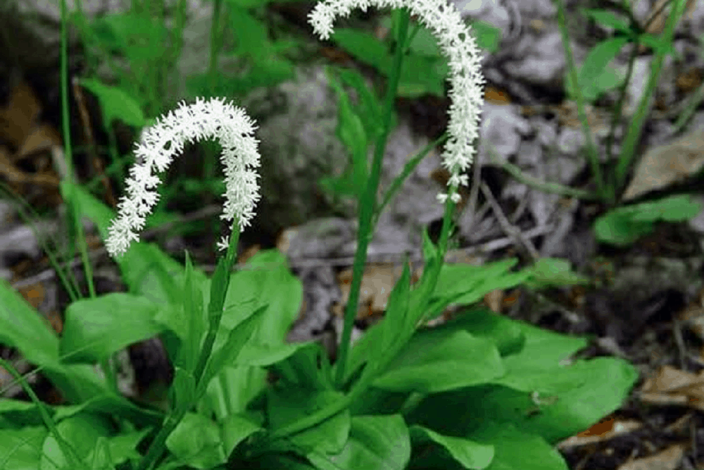 False Unicorn: फॉल्स यूनिकॉर्न क्या है?