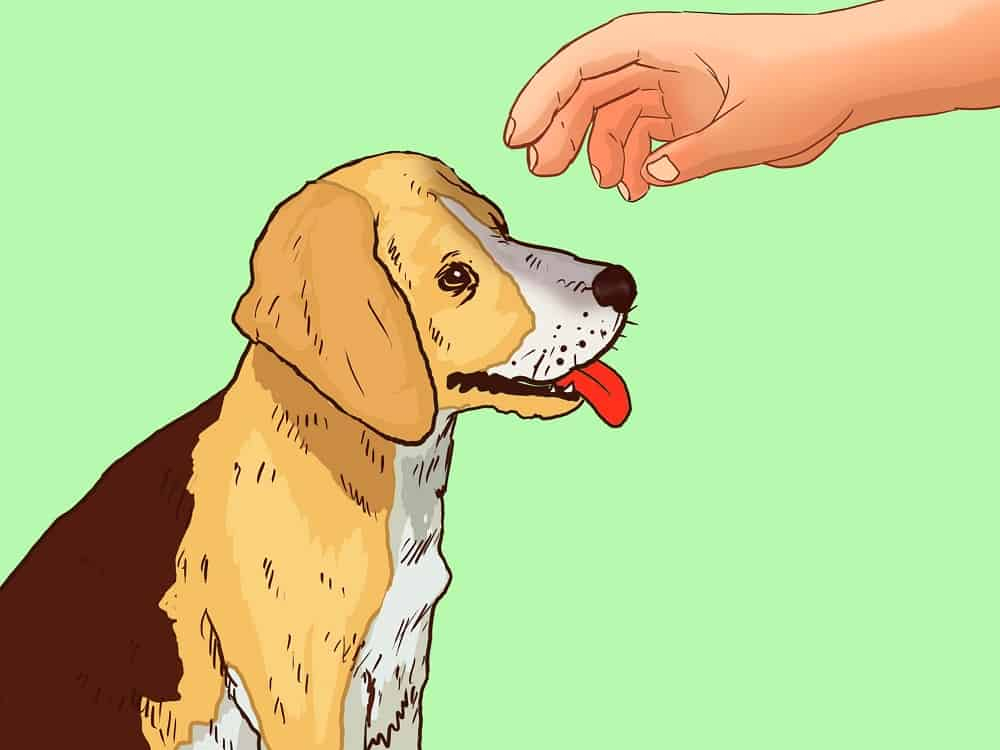 कुत्ता काटने पर क्या करें और क्या न करें?