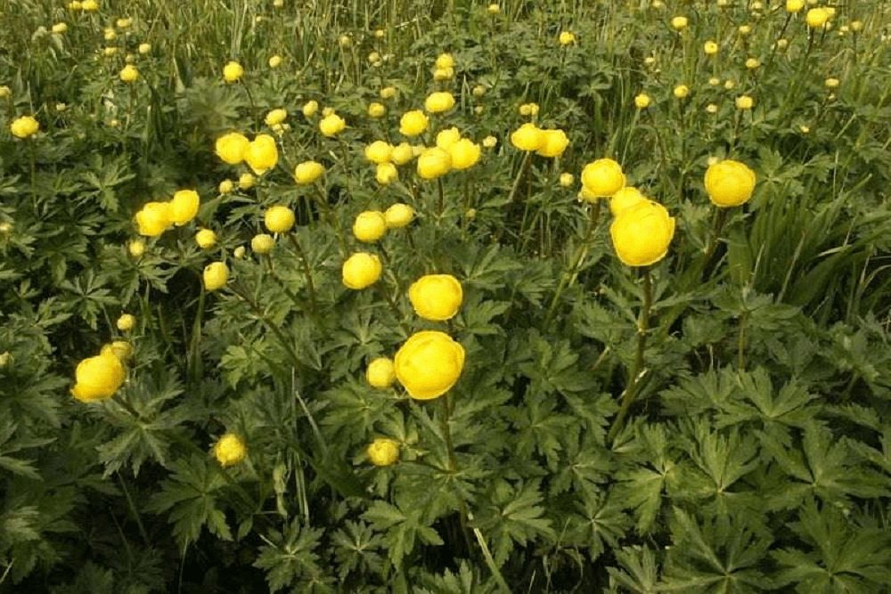 Globe flower: ग्लोब फ्लावर क्या है?