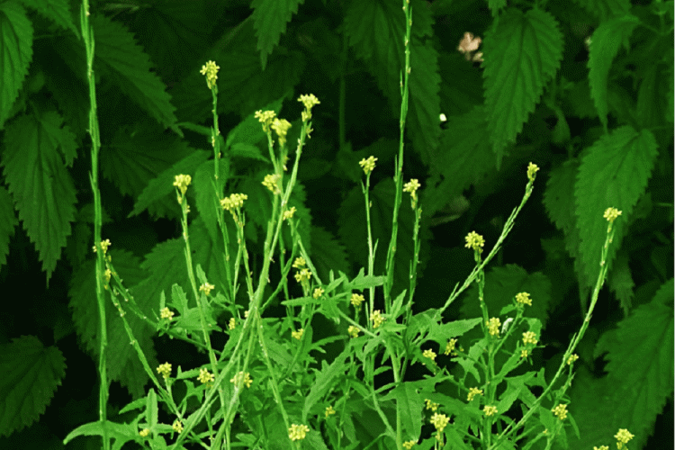 Hedge Mustard खूबकला क्या है? हैलो स्वास्थ्य