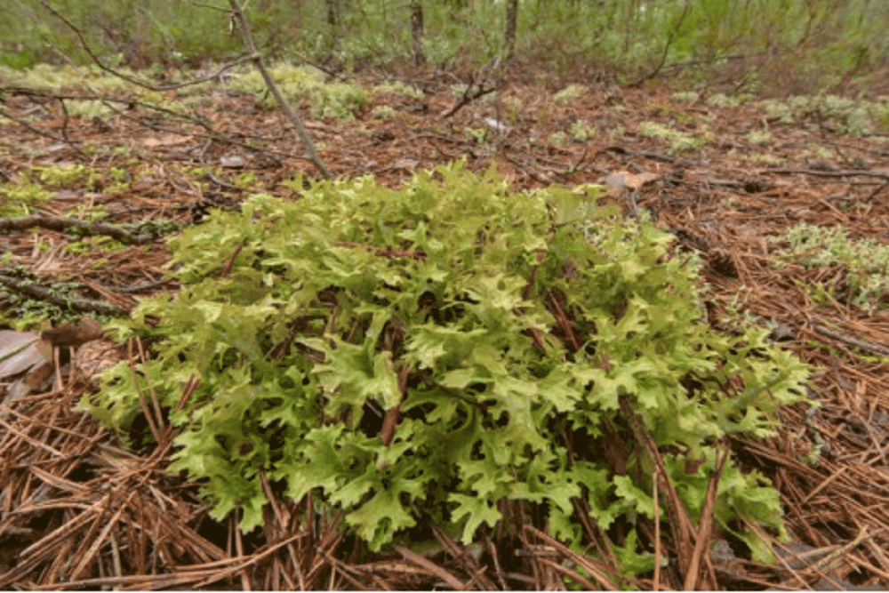 Iceland moss: आइसलैंड मॉस क्या है?