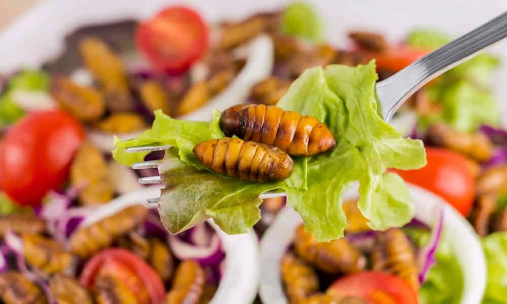 इनसेक्ट प्रोट्रीन डायट क्यों है पश्चिमी लोगों की पसंद?