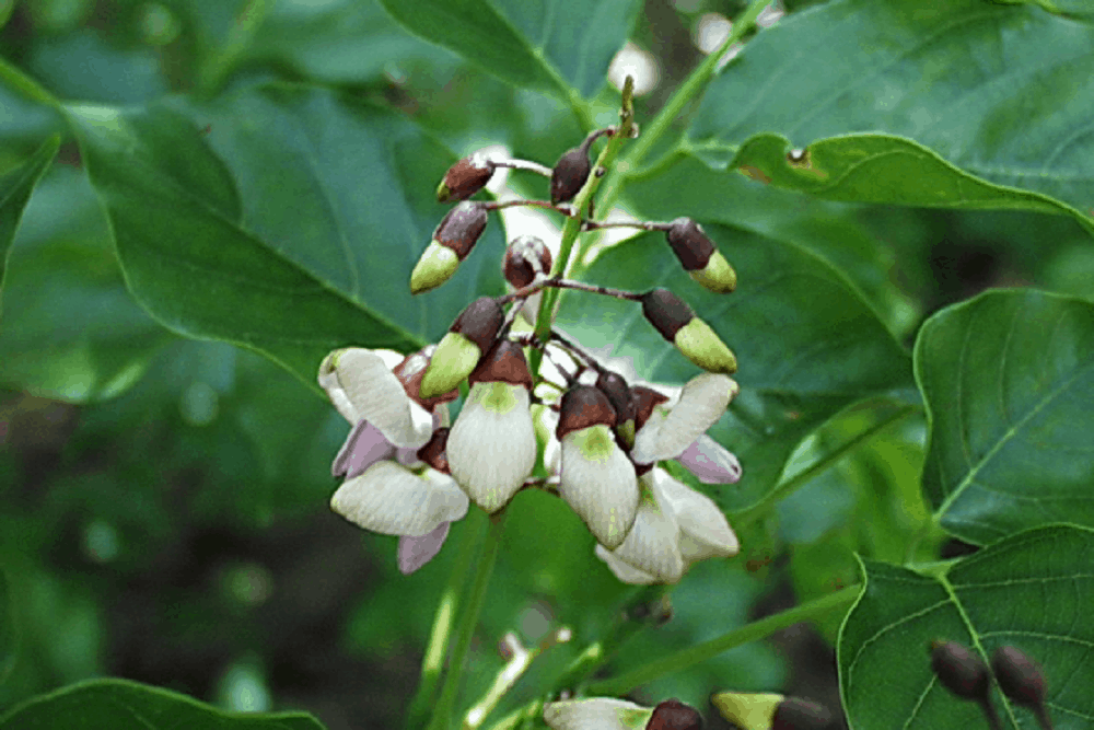 Jamaican dogwood: जमैकन डॉगवुड क्या है?