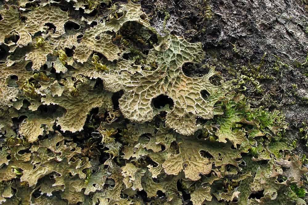 Lungmoss: लंगमॉस क्या है?