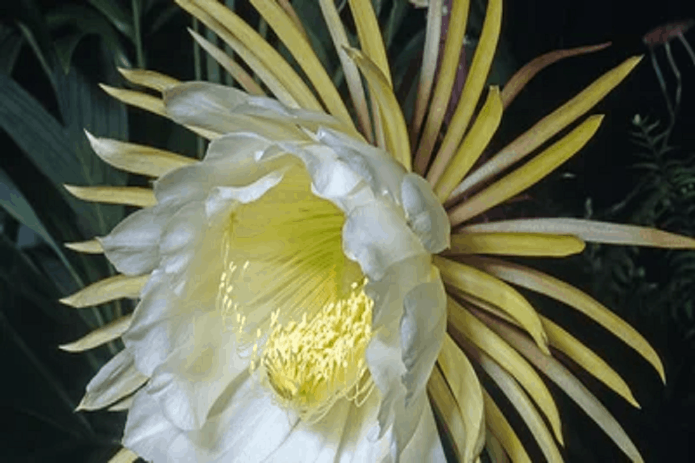 Night-blooming cereus: नाइट ब्लूमिंग सिरियस क्या है?
