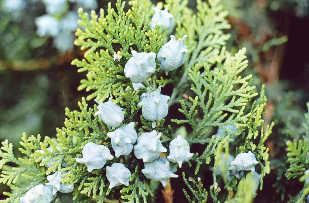 Oriental Arborvitae: मोरपंखी का पौधा या थूजा क्या है?