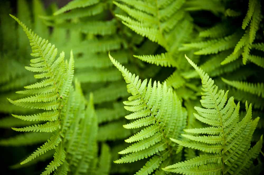 ऑस्ट्रिच फर्न के फायदे एवं नुकसान – Health Benefits of Ostrich Fern