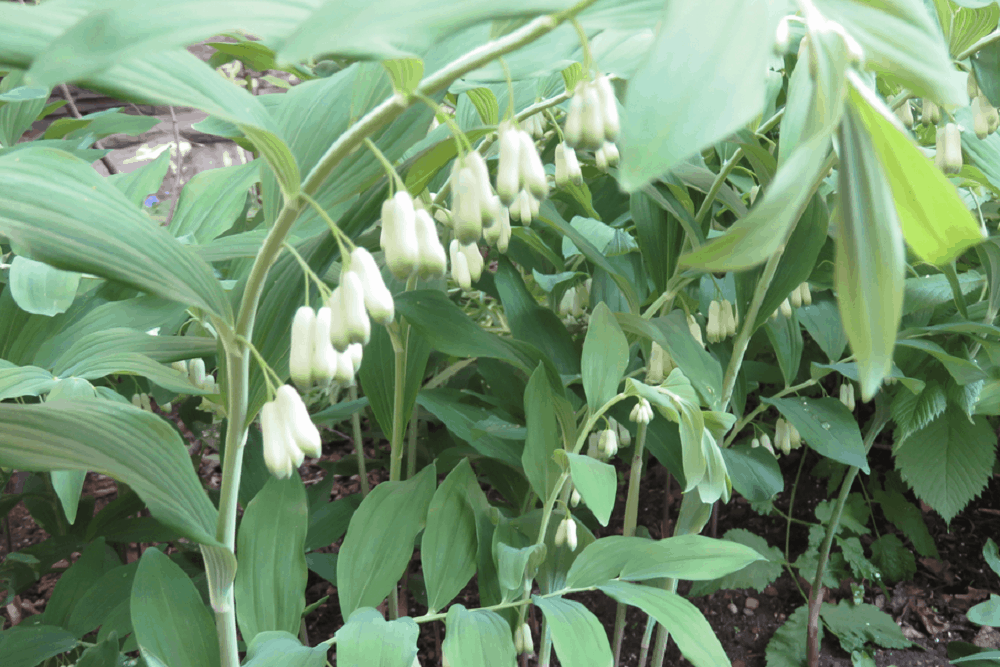 सोलोमन सील के फायदे एवं नुकसान – Health Benefits of Solomon’s Seal