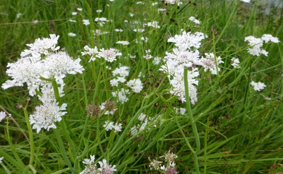 Water Dropwort: वॉटर ड्रॉपवोर्ट क्या है?