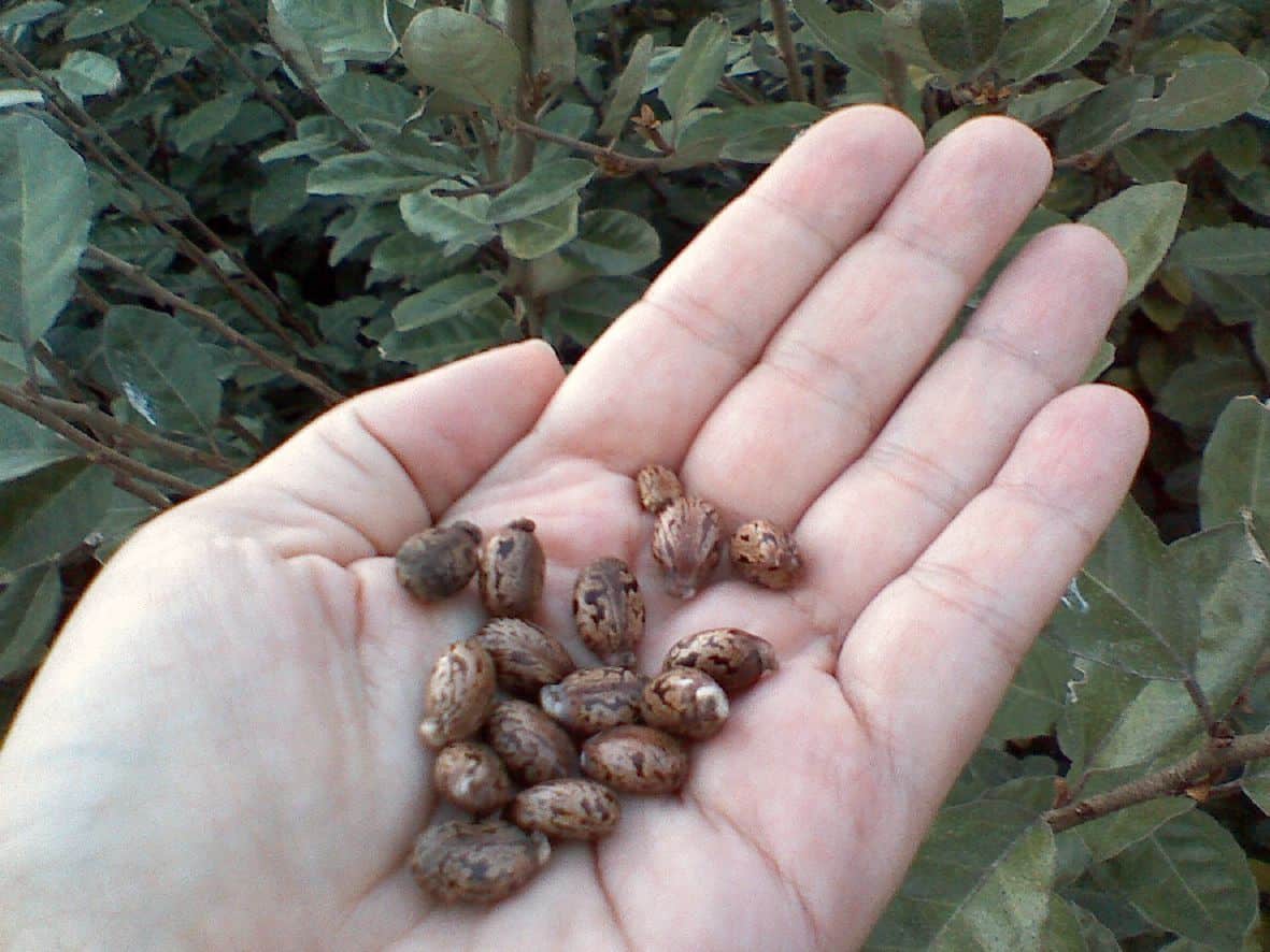 Ricin poisoning : राइसिन जहर (पॉइजनिंग) क्या है?