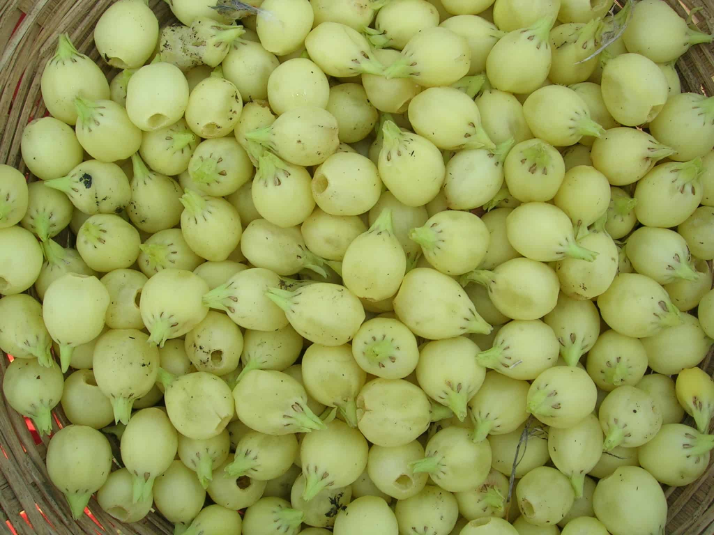 महुआ के फायदे