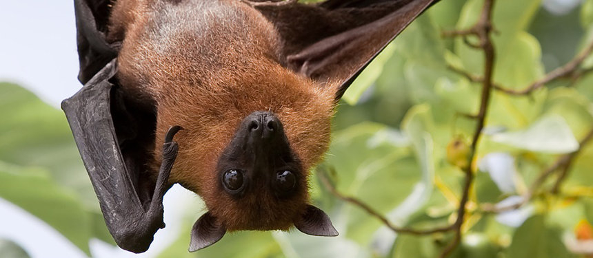 Quiz: कितना जानते हैं आप निपाह वायरस संक्रमण के बारे में