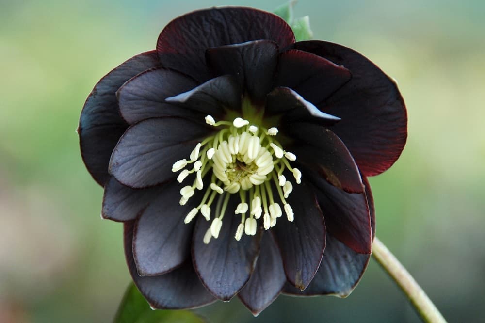 Black Hellebore: ब्लैक हेलबोर क्या है?