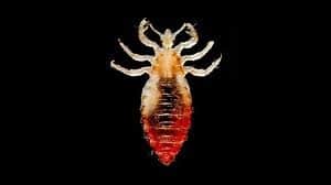 Body Lice : बॉडी लाइस क्या है?