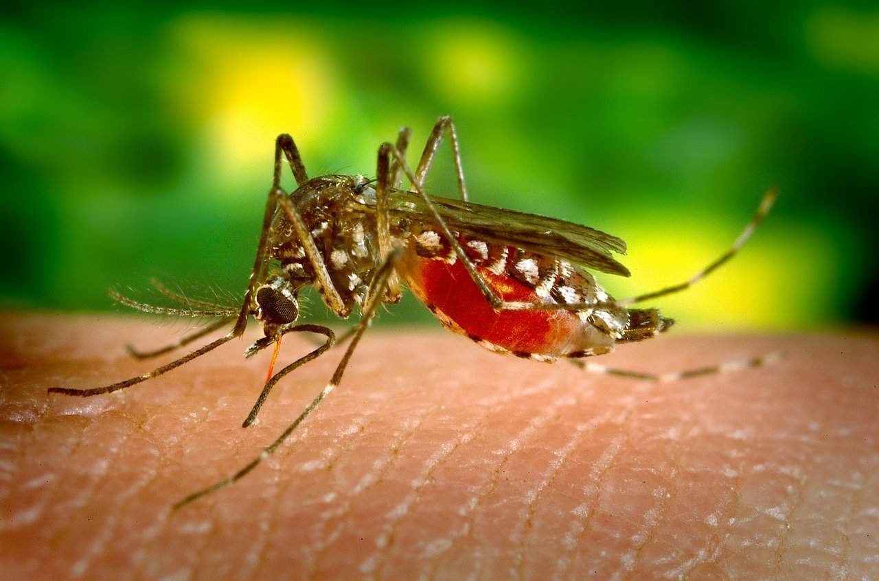 Dengue fever : डेंगू बुखार क्या है?