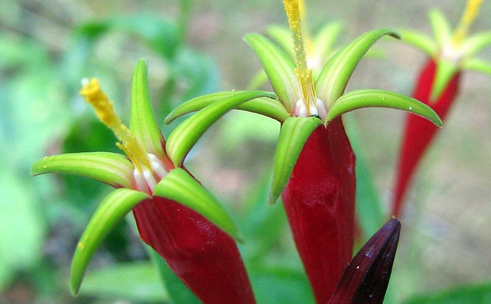 Pink Root: पिंक रूट क्या है?