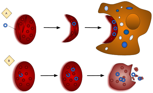 अप्लास्टिक एनीमिया क्या है और यह कितना खतरनाक होता है?