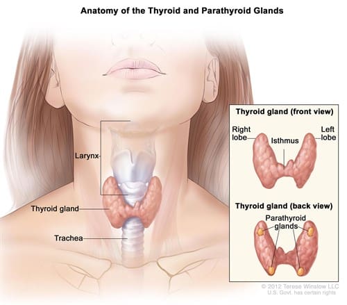 Parathyroidectomy surgery: पैराथायरायडक्टमी सर्जरी क्या है?
