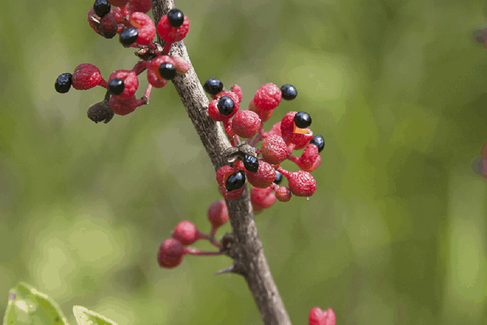 Chinese prickly ash: चाइनीज प्रिक्ली एश क्या है?