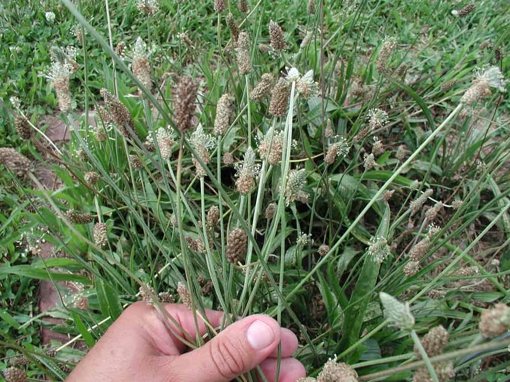 Buckhorn Plantain: बकहोर्न प्लांटेन क्या है?