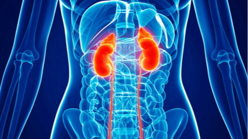 Chronic Kidney Disease: क्रोनिक किडनी डिजीज क्या है? जानें इसके लक्षण, कारण और इलाज