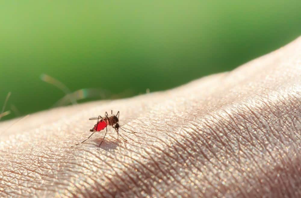 World Malaria Day : जानें क्या हैं मलेरिया के लक्षण, बचाव और इलाज ?