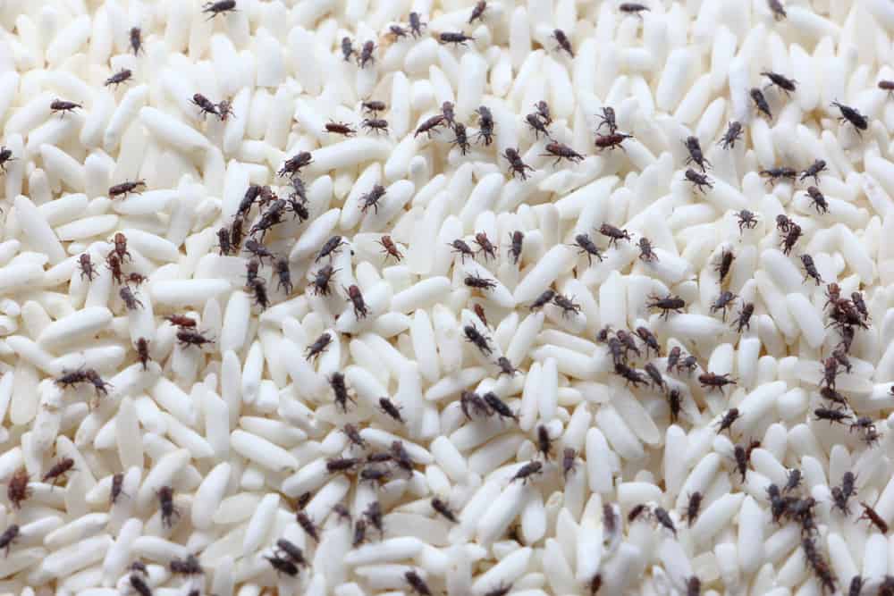 अनाज में कीड़े की दवा पहुंचा सकती है कई नुकसान, इन नैचुरल तरीकों से दूर भगाएं कीड़े