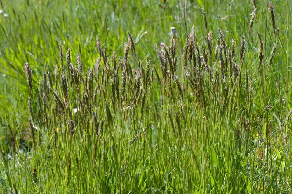 Sweet Vernal Grass: स्वीट वर्नल ग्रास क्या है?