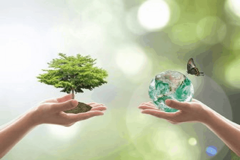 World Forestry Day: किसी वरदान से कम नहीं है ये जानिए जड़ी बूटियों के फायदे