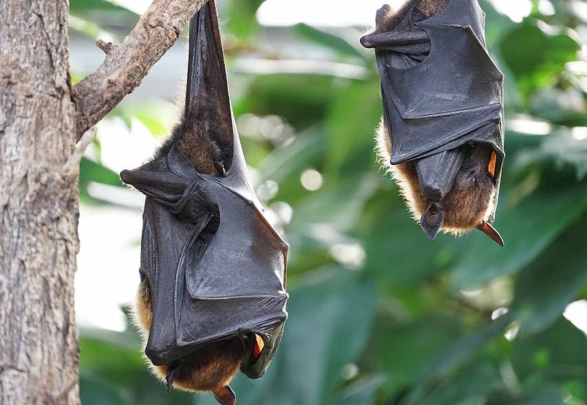 भारतीय चमगादड़ों में बैट कोरोना वायरस होने की पुष्टिः जानिए आपको इनसे है कितना खतरा