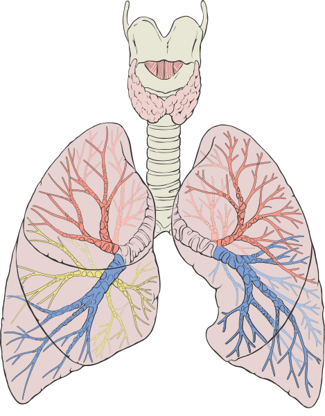 Pulmonary Fibrosis: पल्मोनरी फाइब्रोसिस क्या है?