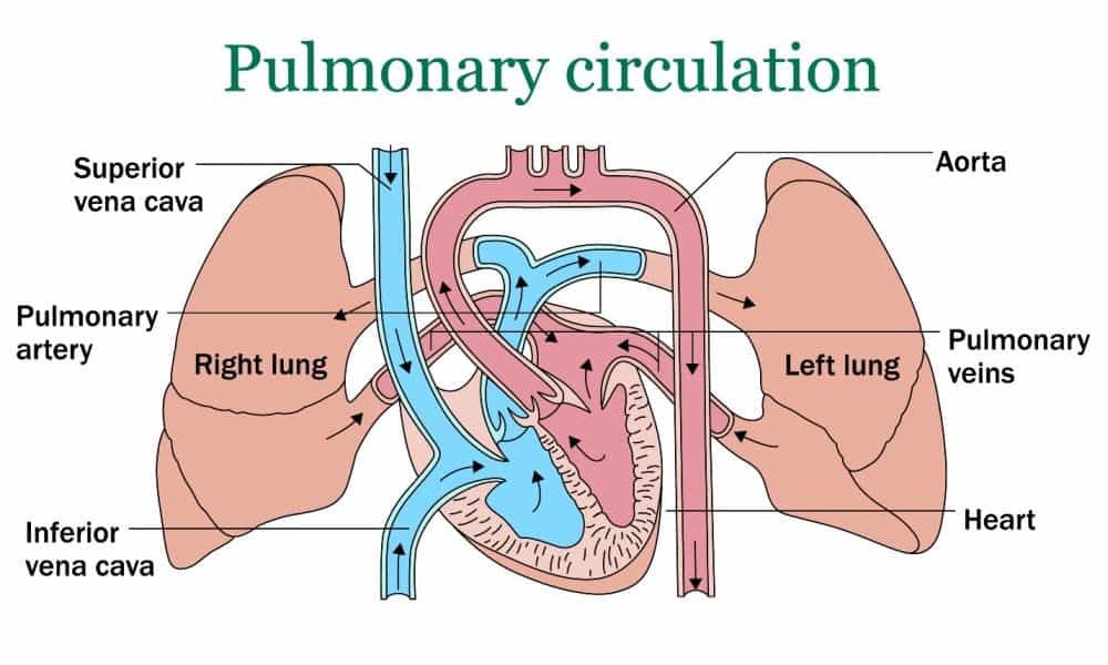 Pulmonary Hypertension: पल्मोनरी हायपरटेंशन क्या है? जानें इसके लक्षण, कारण और इलाज