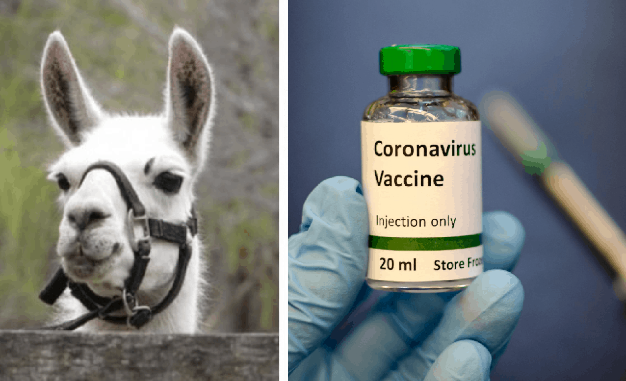 इस जानवर के खून से हो सकता है कोरोना वायरस का इलाज, वैज्ञानिकों ने किया दावा