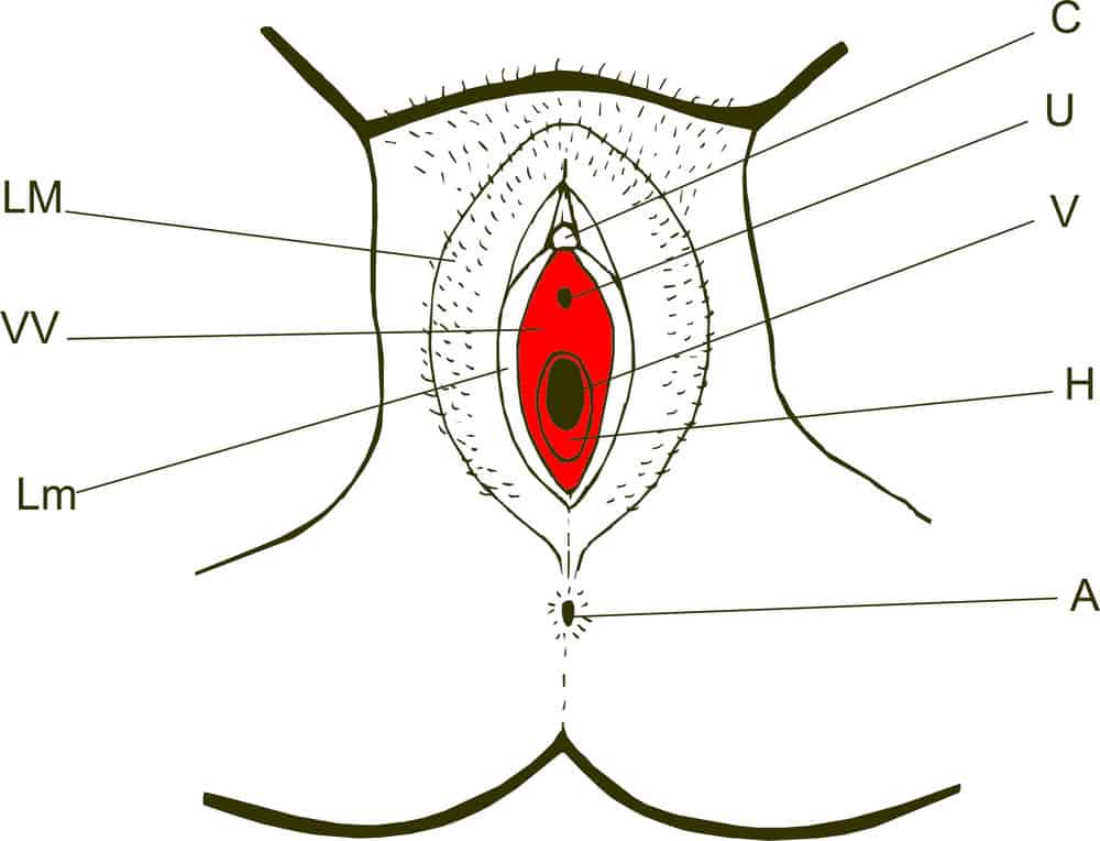 Vulvodynia: वुलवोडीनिया क्या है?