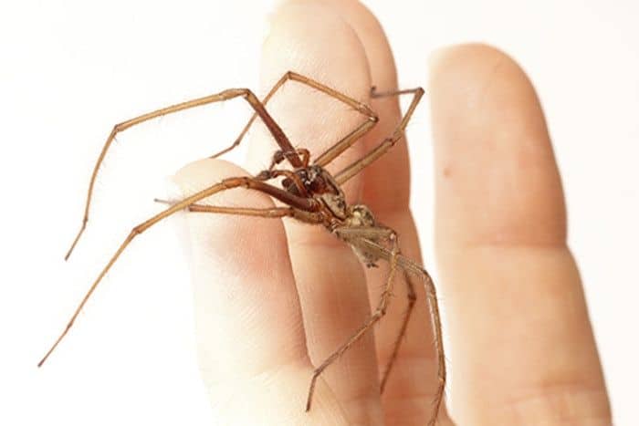 Brown recluse spider: ब्राउन रिक्लुज स्पाइडर क्या है?