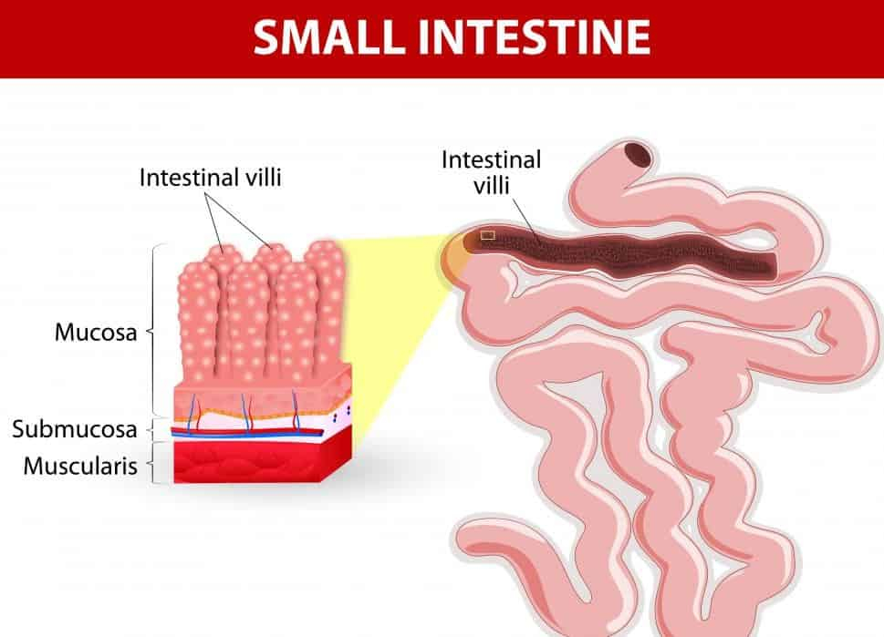 Small intestine cancer-छोटी आंत का कैंसर