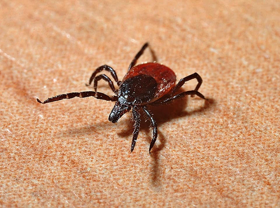 Tick Bite: टिक बाइट क्या है?