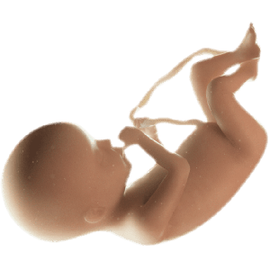 Infant