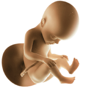 Infant