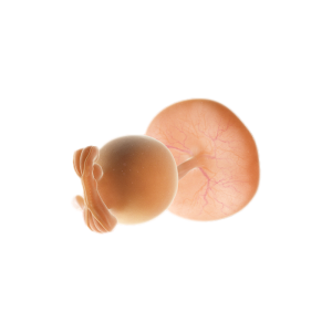 सप्ताह 5