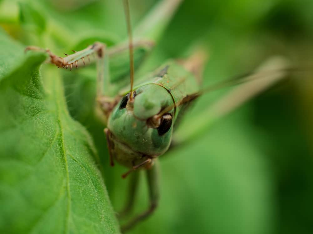 महामारी के दौरान टिड्डी दल का हमला कर सकता है परेशान, भारत में दे चुका है दस्तक