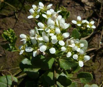 scurvy grass : स्कर्वी ग्रास क्या है?