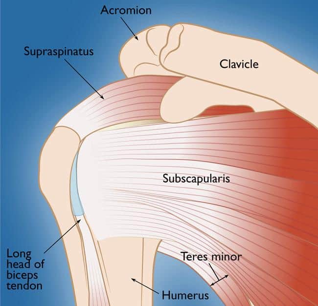 Rotator cuff injury : रोटेटर कफ इंजरी क्या है?