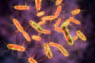 Salmonella :साल्मोनेला क्या है?
