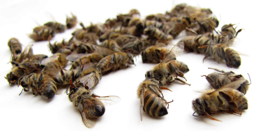 क्रोनिक बी पैरालिसिस वायरस-Chronic Bee paralysis virus