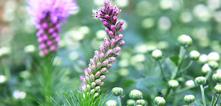 False Unicorn Root: फाल्स यूनिकॉर्न रूट क्या है?