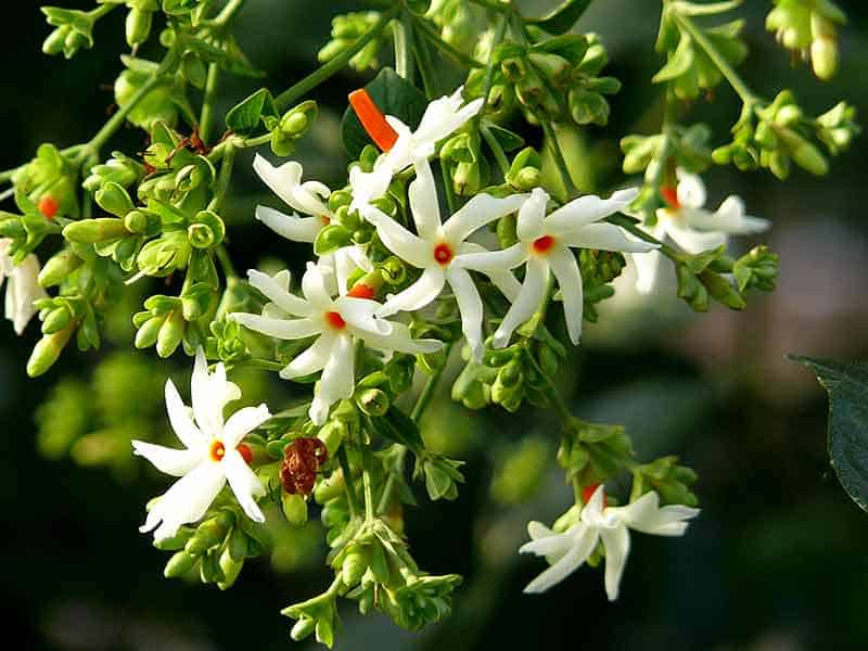 पारिजात (हरसिंगार) के फायदे एवं नुकसान – Health Benefits of Night Jasmine (Harsingar)