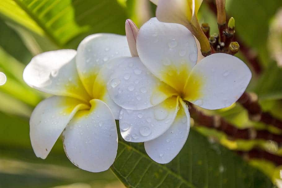 क्षीर चम्पा के फायदे एवं नुकसान – Health Benefits of Plumeria (Champa)